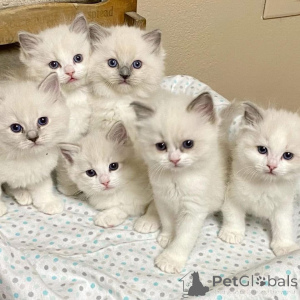 Photo №2 to announcement № 161654 for the sale of ragdoll - buy in Australia breeder