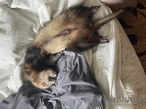 Additional photos: Ferret Har