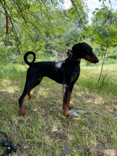 Photo №1. dobermann - for sale in the city of Belgrade | 3170$ | Announcement № 103489