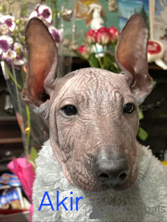 Photo №2 to announcement № 165525 for the sale of mexican hairless dog - buy in Italy from nursery