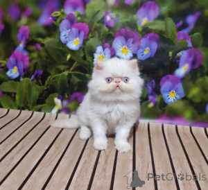 Photo №1. persian cat - for sale in the city of Badenheim | Is free | Announcement № 177742