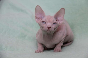 Photo №2 to announcement № 4042 for the sale of sphynx-katze - buy in Russian Federation from nursery