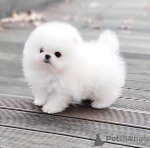 Photo №1. pomeranian - for sale in the city of London | negotiated | Announcement № 70996