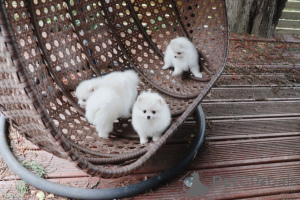 Photo №2 to announcement № 164890 for the sale of pomeranian - buy in Belgium private announcement, breeder