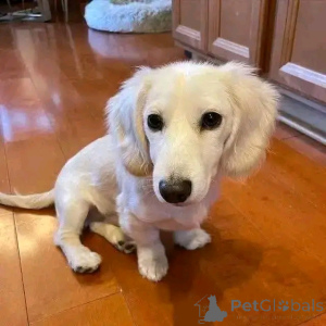 Photo №1. dachshund - for sale in the city of Helsinki | 568$ | Announcement № 164547