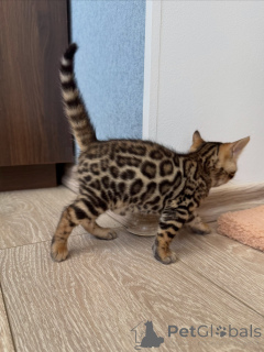 Photo №2 to announcement № 171198 for the sale of bengal cat - buy in Sweden breeder