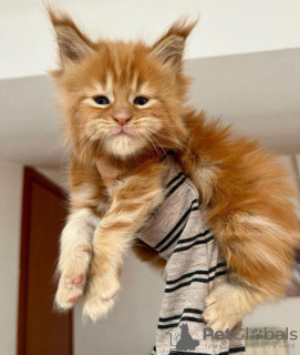 Photo №1. maine coon - for sale in the city of Хорн | 317$ | Announcement № 58266