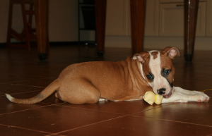 Photo №2 to announcement № 4280 for the sale of american staffordshire terrier - buy in Russian Federation from nursery
