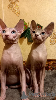 Photo №1. sphynx-katze - for sale in the city of White church | 0$ | Announcement № 13651