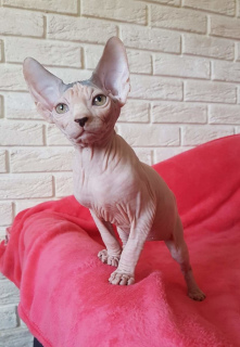 Photo №1. sphynx-katze - for sale in the city of Kiev | 2217$ | Announcement № 4201