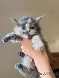 Photo №1. maine coon - for sale in the city of Ängelholm | negotiated | Announcement № 158144