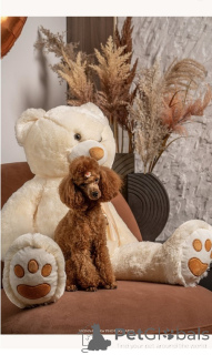 Photo №2 to announcement № 168688 for the sale of poodle (toy) - buy in Serbia breeder