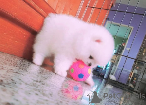 Photo №2 to announcement № 79842 for the sale of pomeranian - buy in Germany from nursery