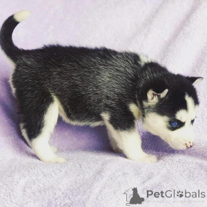 Photo №1. siberian husky - for sale in the city of Riga | negotiated | Announcement № 176270