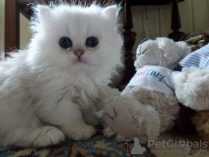 Photo №1. persian cat - for sale in the city of Knoxville | 1000$ | Announcement № 50411