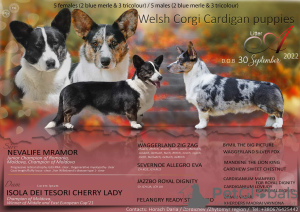 Photo №2 to announcement № 36285 for the sale of welsh corgi - buy in Ukraine private announcement, breeder