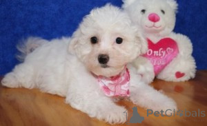 Photo №1. bichon frise - for sale in the city of Cádiz | negotiated | Announcement № 169896