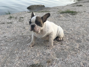 Photo №1. french bulldog - for sale in the city of Melitopol | 300$ | Announcement № 3442