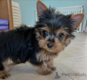 Photo №1. yorkshire terrier - for sale in the city of ALAVUS | 500$ | Announcement № 164486