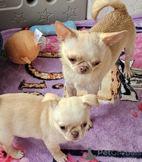 Photo №3. Adorable Chihuahua Puppies Male & Female Available!. Czech Republic