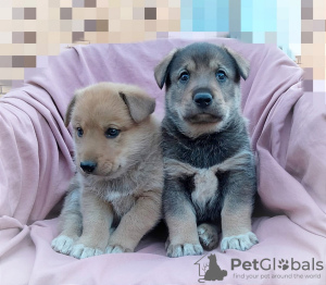 Photo №1. non-pedigree dogs - for sale in the city of Москва | Is free | Announcement № 71548