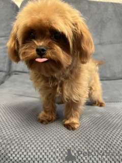 Photo №4. I will sell maltipu in the city of Kiev. private announcement, from nursery, breeder - price - 1548$