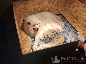 Additional photos: Samoyed puppies