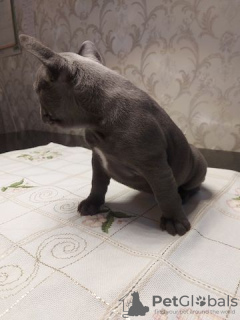 Photo №4. I will sell french bulldog in the city of Würzburg. private announcement - price - 471$