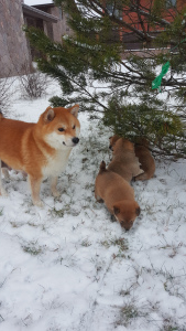 Photo №4. I will sell shiba inu in the city of St. Petersburg. breeder - price - negotiated