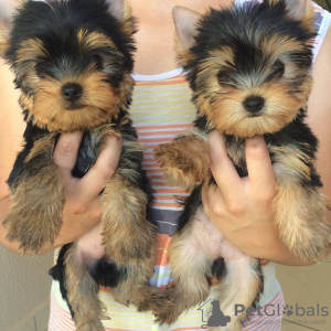 Photo №1. yorkshire terrier - for sale in the city of Paris | negotiated | Announcement № 71049