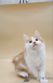 Photo №4. I will sell kurilen bobtail in the city of Brest. private announcement, from nursery, breeder - price - negotiated