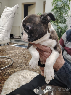 Photo №3. Boston Terrier puppies. Serbia