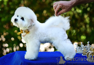 Additional photos: Bichon Frize puppy for sale