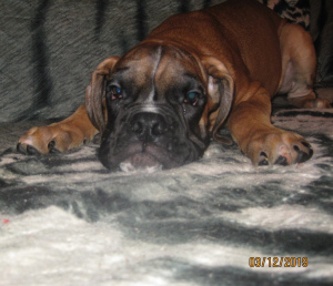Photo №2 to announcement № 4132 for the sale of boxer - buy in Russian Federation from nursery