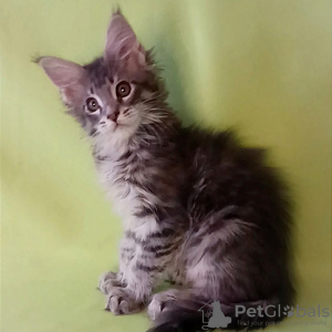 Photo №1. maine coon - for sale in the city of Антверпен | negotiated | Announcement № 62171
