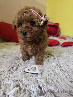 Photo №2 to announcement № 165128 for the sale of poodle (toy) - buy in Serbia breeder