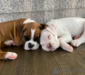 Photo №3. Boxerwelpen zur Adoption verfügbar. Germany