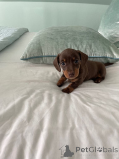 Photo №4. I will sell dachshund in the city of Manila. private announcement - price - negotiated