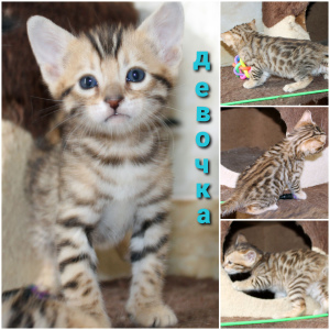 Photo №4. I will sell bengal cat in the city of Minsk. private announcement - price - 500$