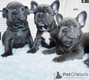 Photo №1. french bulldog - for sale in the city of Ginsheim-Gustavsburg | negotiated | Announcement № 103048