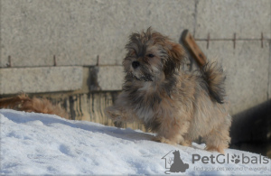 Photo №1. havanese dog - for sale in the city of Pushkino | 2016$ | Announcement № 9374