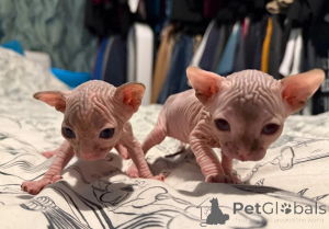 Photo №1. sphynx cat - for sale in the city of Marct-bibart | 361$ | Announcement № 177575