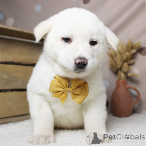 Photo №1. akita - for sale in the city of Berlin | negotiated | Announcement № 162624