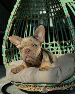 Photo №2 to announcement № 150636 for the sale of french bulldog - buy in Germany from the shelter, breeder