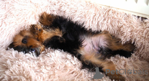 Photo №4. I will sell yorkshire terrier in the city of Vienna. private announcement, from nursery - price - Is free