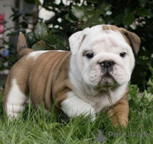 Photo №1. english bulldog - for sale in the city of Aizlingen | 413$ | Announcement № 157800