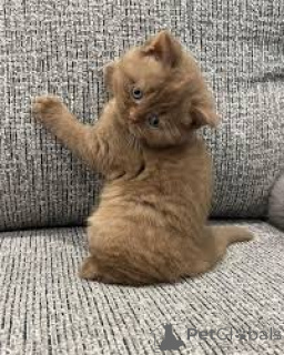 Photo №3. Schattige Britse Korthaar kittens zoeken een nieuw thuis.. Belgium