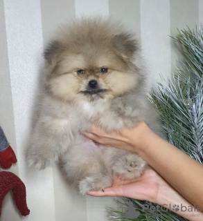 Photo №3. Elite Pomeranian puppies. Ukraine