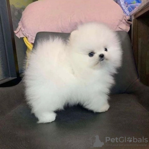 Photo №1. pomeranian - for sale in the city of Geneva | 423$ | Announcement № 99380
