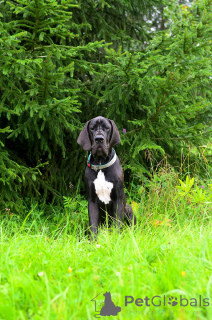 Photo №1. great dane - for sale in the city of Moskova | negotiated | Announcement № 151560